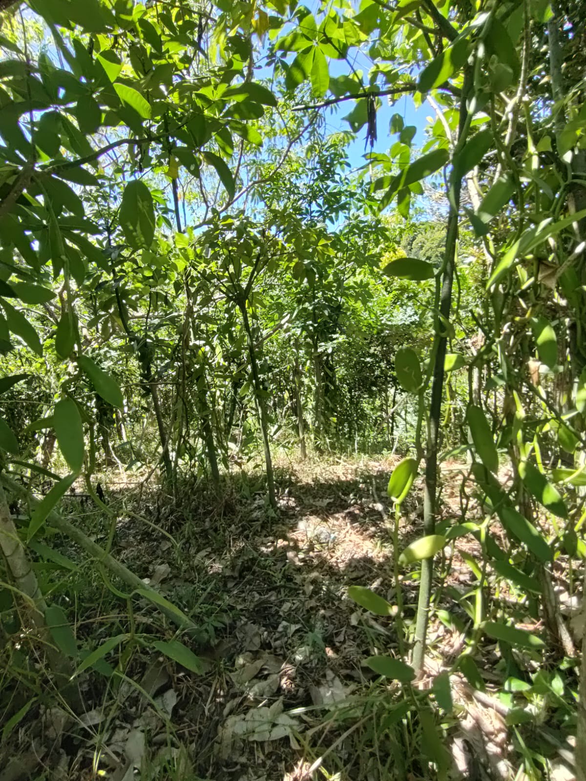 Plantation Bio Manaïvo